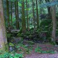 Une forêt enchanteresse des Vosges