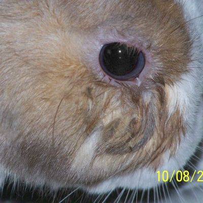 les maladies courantes