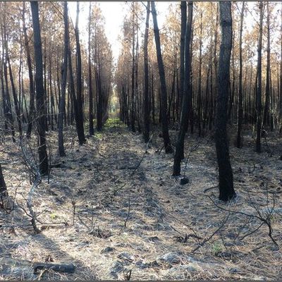 Des solutions existent peut-être contre les incendies de pinèdes ...