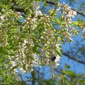 Après les "cascades" de Glycine, les "cascades" d'Acacia....