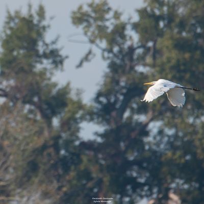 Admirer les oiseaux et les paysages au lac de l'Astarac (2)