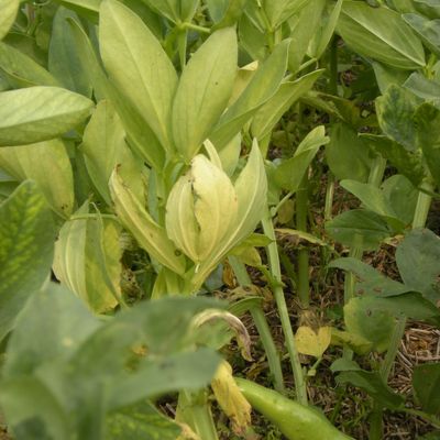 juin au jardin