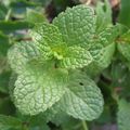 naissance d'une feuille de menthe verte ...