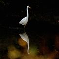 Grande aigrette d'automne