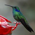 Le colibri