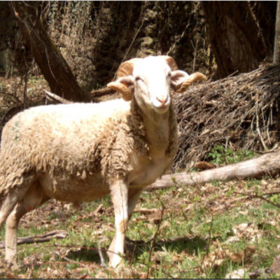 Première fête de la laine à Bausen (Catalogne)