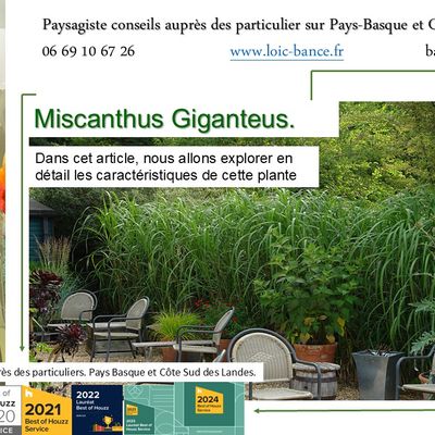 🌾 Miscanthus Giganteus par paysagiste Pays Basque. Paysagiste Landes.