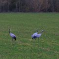 Les grues cendrées