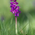 Orchis mâles, symphonie en sous-bois