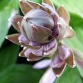 Hosta