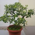 Ficus retusa