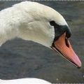 ♥ Cygne tuberculé ♥