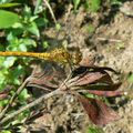 sympetrum sanguineum