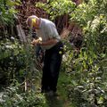 Le potager de ma grand-mère