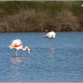 ♥ Flamants roses ♥ 