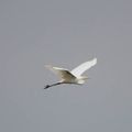 Aigrette