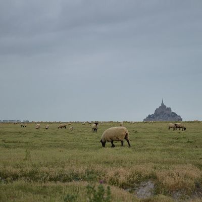 [Normandie] et retourner voir les moutons du Mont...