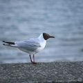 mouette rieuse(2)