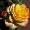 LES ROSES DE JEAN-PIERRE ET 24 HEURES PHOTO