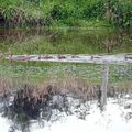 Des nouvelles de la couvée de canards et de PH