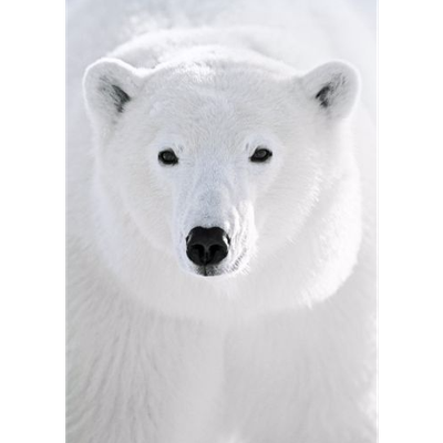 Bientôt Noël , on décore la maison 