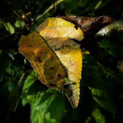 La vie du jardin (201)