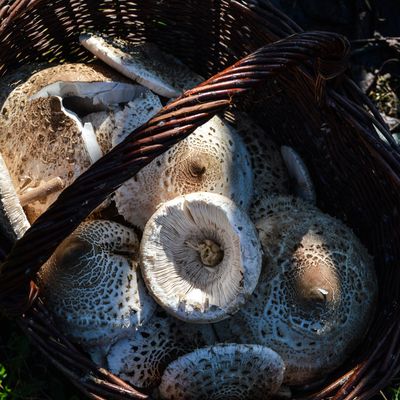 Je suis en retard de quelques mois mais voici une