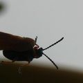 Petite série de photo d'insectes croisés dans le