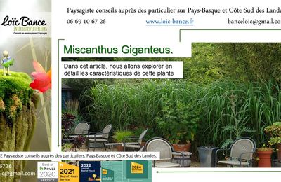 🌾 Miscanthus Giganteus par paysagiste Pays Basque. Paysagiste Landes.