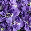 variations violettes