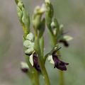 A la découverte des orchidées de la Drôme : l'Ophrys mouche