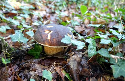 Saison des cèpes 2025 : pronostic réservé...