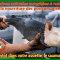 ET LES FARINES ANIMALES REMONTENT A LA SURFACE