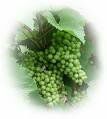 Pépins de raisins (Huile végétale de)