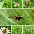 CHERCHER ET TROUVER LES PETITES BETES