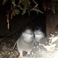 St kilda pinguins