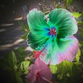 Hibiscus fluo