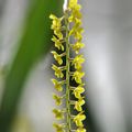 Dendrochilum filiforme