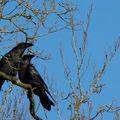 Couple de grands corbeaux