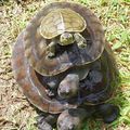 Aujourd'hui 23 mai, Journée mondiale des tortues