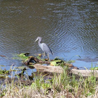 02 – 10 rodman campground – lake bryant rv Ocklawaha