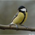 le sexe de la mésange charbonnière