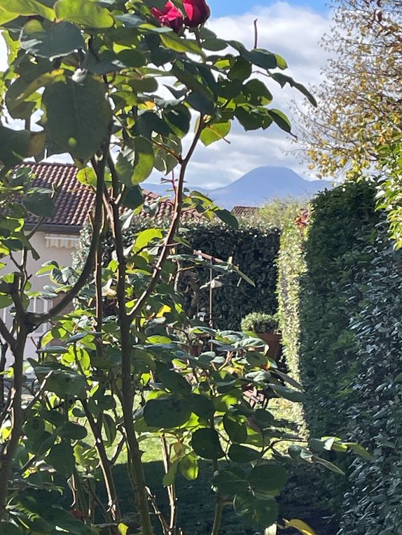 Mardi 04 novembre 2025: mes photos datent d'hier, les oiseaux avant la tonte , Dernière tonte , les fleurs bravent novembre, pause et silence contemplatif , les nuages pardessus le toit de ma cabane de jardin , mon diapo s'en suit ...
