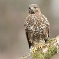 Buse variable - buteo buteo