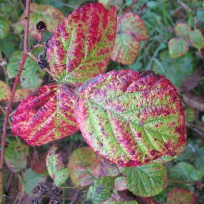 L'automne est bien là quand même !