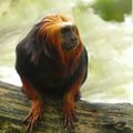 Tamarin lion à tête dorée