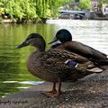 Nous pouvons vivre seuls, pourvu que ce soit dans l'attente de quelqu'un. G.Cesbron