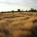 Kakadu