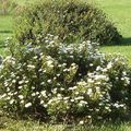 cistus corbariensis X