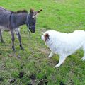 &quot;bonjour,le chien &quot; &quot;je ne suis